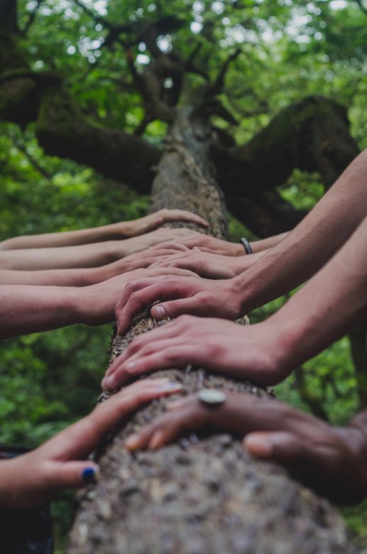 Dix mains posées sur le même tronc d'arbre